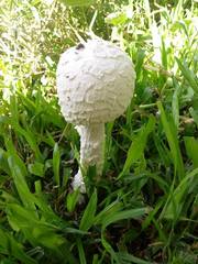 Amanita foetens