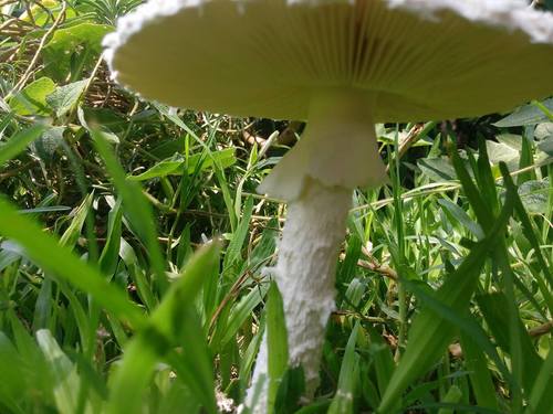 Amanita algodonosa, foto de la comunidad