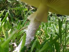 Amanita foetens