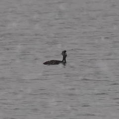 Podiceps auritus