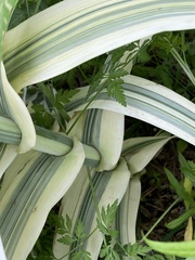 Arundo donax versicolor