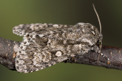 Acronicta megacephala