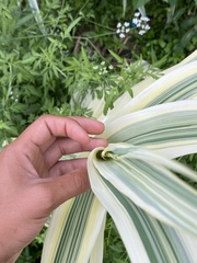 Arundo donax versicolor