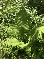 Matteuccia struthiopteris