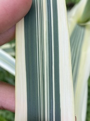 Arundo donax versicolor