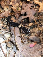 Plethodon chattahoochee