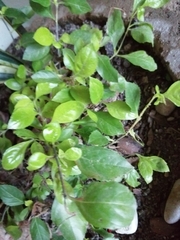 Magnoliopsida