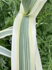 Arundo donax versicolor