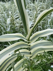 Arundo donax versicolor