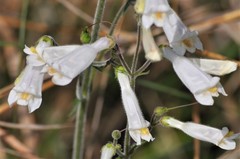 Penstemon tenuiflorus