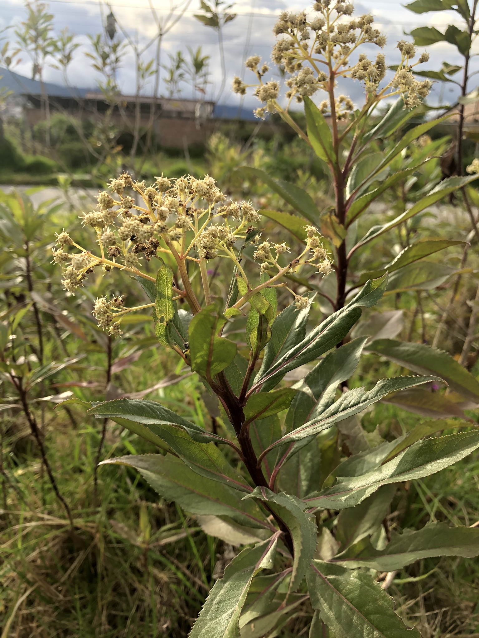 Baccharis image