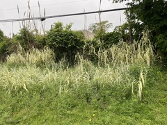 Arundo donax versicolor