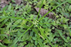 Cyperus luzulae