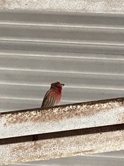 Haemorhous mexicanus