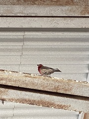 Haemorhous mexicanus