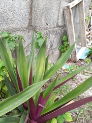 Tradescantia spathacea