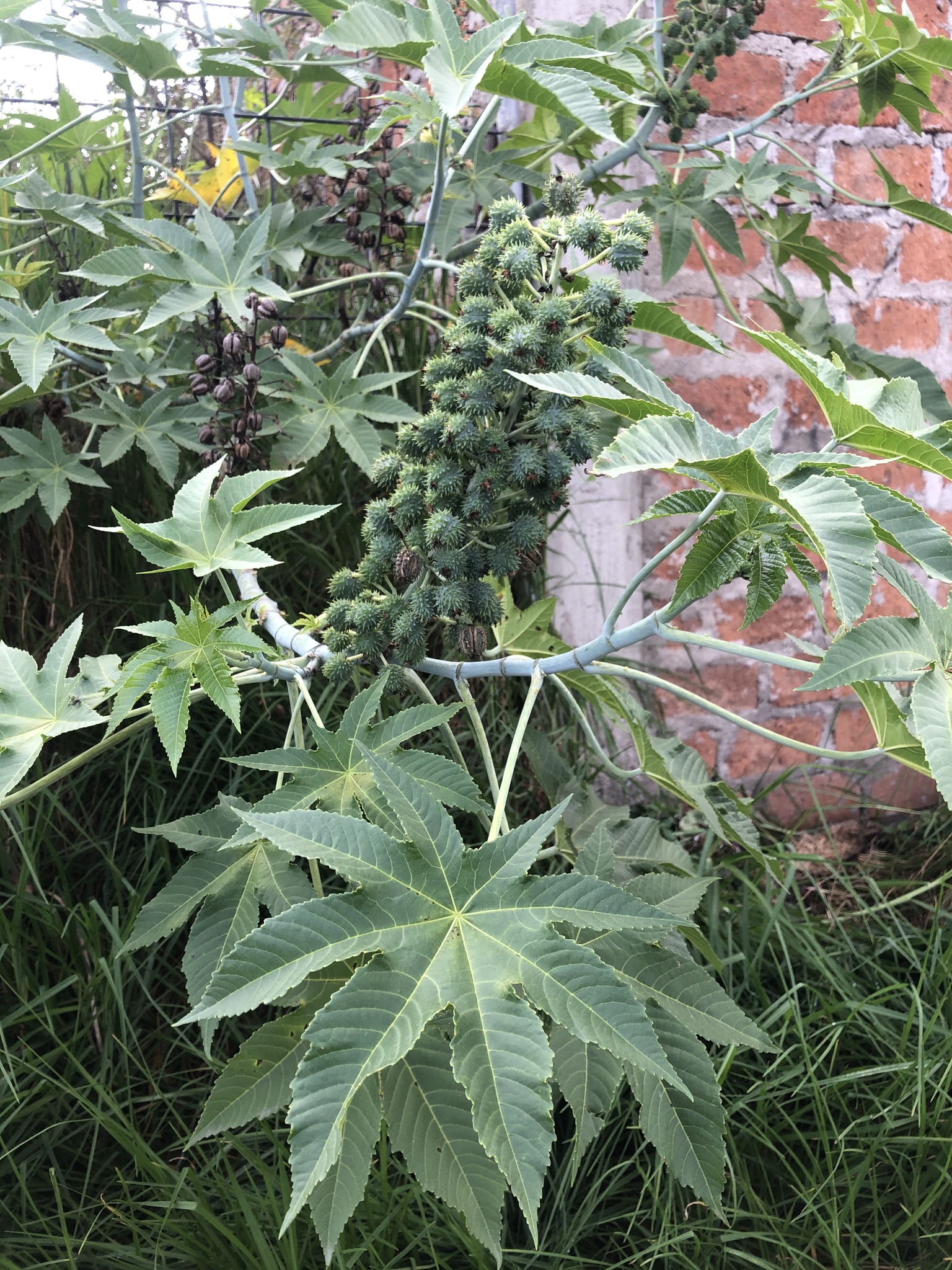 Ricinus image