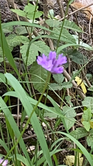 Dichelostemma congestum