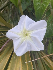 Ipomoea alba