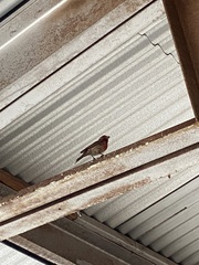 Haemorhous mexicanus