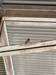 Haemorhous mexicanus