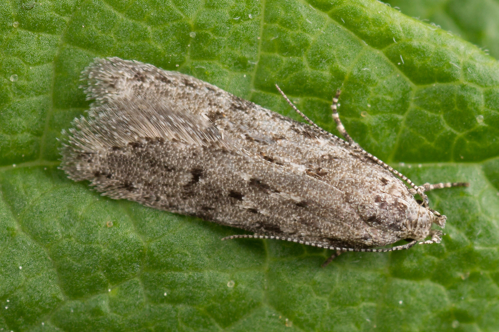 Black-speckled Groundling