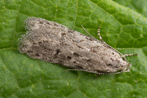 Carpatolechia proximella · iNaturalist