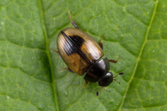 Cercyon unipunctatus