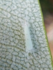 Stegommata sulfuratella