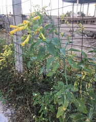 Nicotiana glauca