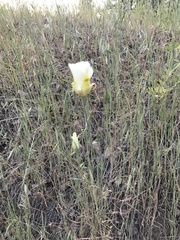 Calochortus superbus