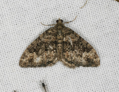 Chrysolarentia gypsomela
