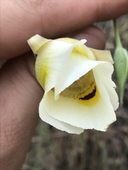 Calochortus superbus