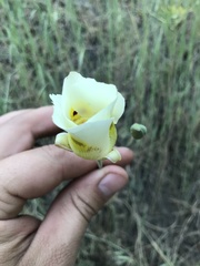 Calochortus superbus