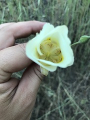 Calochortus superbus