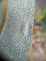 Stegommata sulfuratella