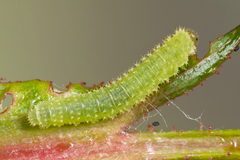 Monardis plana