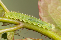Monardis plana