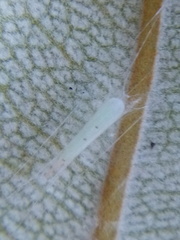 Stegommata sulfuratella