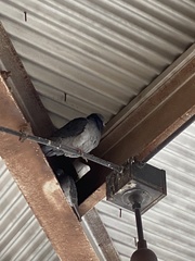 Columba livia domestica