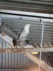 Columba livia domestica