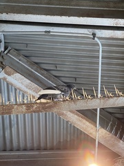 Columba livia domestica