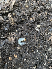 Phyllophaga lanceolata