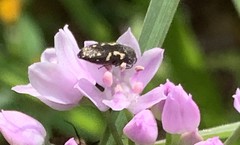 Acmaeodera tubulus