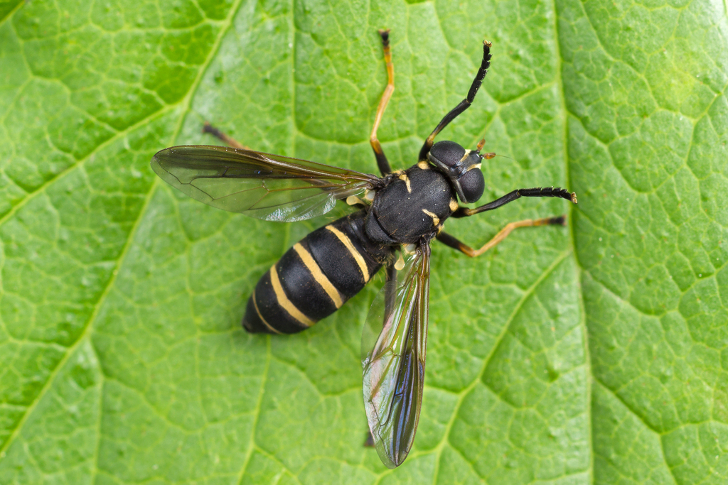 Temnostoma bombylans