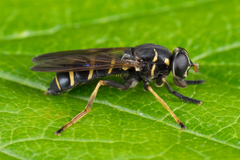 Temnostoma bombylans