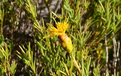 Pteronia tenuifolia