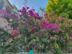 Bougainvillea