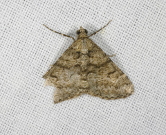 Lipogya leucoprosopa