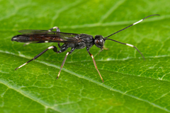 Xorides sepulchralis